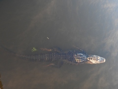 Alligator mississippiensis