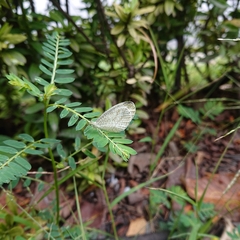 Leptosia nina