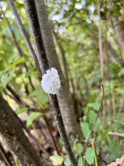 Aphidomorpha