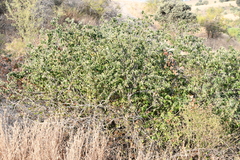 Pyrus