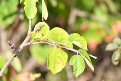 Pyrus