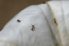 Solenopsis xyloni