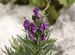 Aconitum tauricum