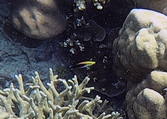 Labroides pectoralis