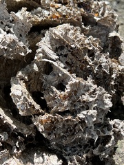 Brachygastra mellifica