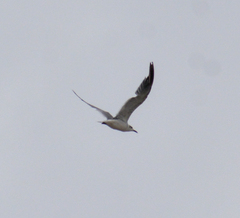 Leucophaeus atricilla