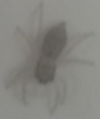 Menemerus bivittatus