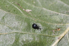 Apioninae