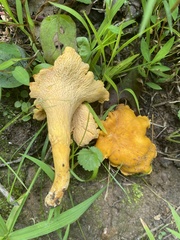 Cantharellus flavolateritius