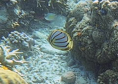 Chaetodon meyeri