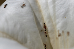 Solenopsis xyloni