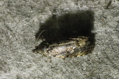 Olethreutinae