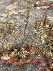 Erigeron sumatrensis