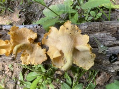 Cantharellus flavolateritius