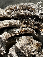 Brachygastra mellifica