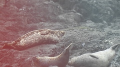 Phoca vitulina richardii