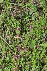 Thymus serpyllum