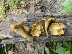 Cantharellus flavolateritius