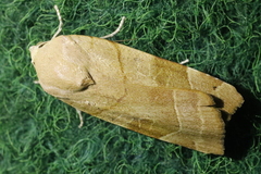 Noctua fimbriata