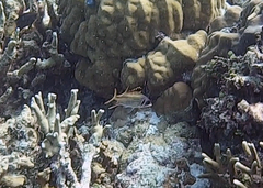 Neoniphon sammara