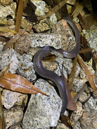 Photo of a Hainan Sunbeam Snake (Xenopeltis hainanensis)