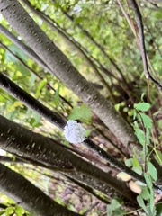 Aphidomorpha