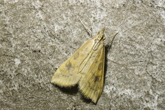 Udea ferrugalis