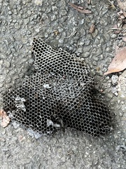 Brachygastra mellifica