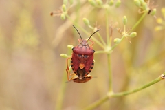 Carpocoris pudicus