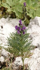 Aconitum tauricum