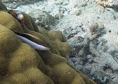 Paracirrhites forsteri