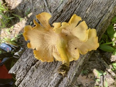 Cantharellus flavolateritius