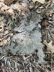 Brachygastra mellifica