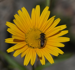 Osmia