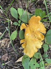 Cantharellus flavolateritius