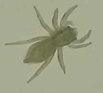 Menemerus bivittatus