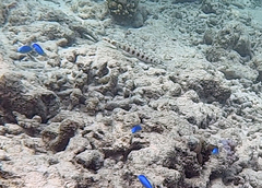 Parapercis clathrata