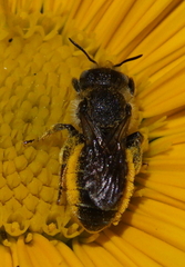 Osmia