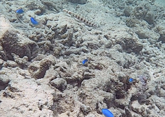 Parapercis clathrata