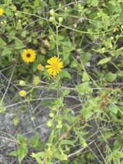 Heterotheca