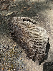 Brachygastra mellifica