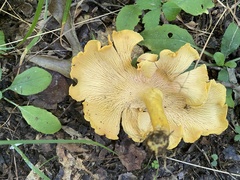 Cantharellus flavolateritius