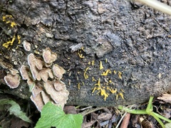 Calocera cornea