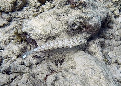 Parapercis millepunctata