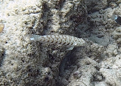 Parapercis millepunctata