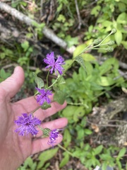 Vernonia missurica