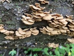 Panellus