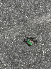 Carabidae