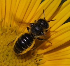 Osmia