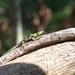 Lamprolepis smaragdina philippinica - Photo (c) Mark Jason Villa, algunos derechos reservados (CC BY-NC-ND), subido por Mark Jason Villa